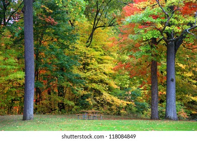 Early autumn trees in Maybury park Novi Michigan