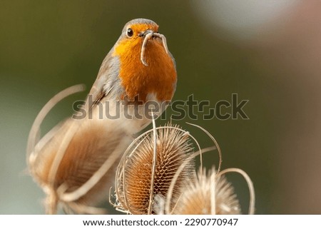 Early bird catches the worm. European Robin redbreast close up feeding perched on a teasel plant. Worms and bugs in its beak in nature. 