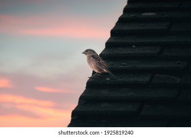 "Early bird catches the worm", sparrow sat on a roof top searching for prey during a sunrise.