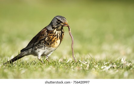 Early bird fieldfare, Turdus pilaris, on the grass in the park catching a worm. 