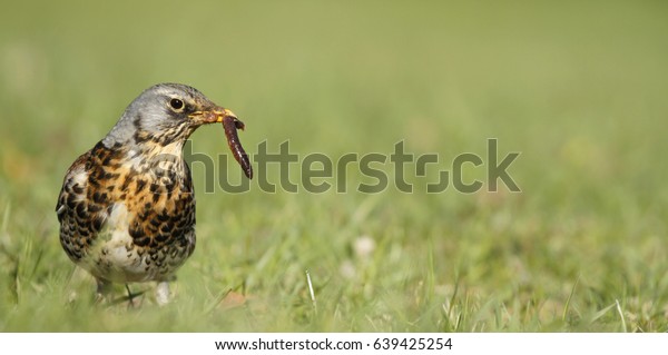 Early bird fieldfare, Turdus pilaris, on the grass\
in the park catching a worm.\
