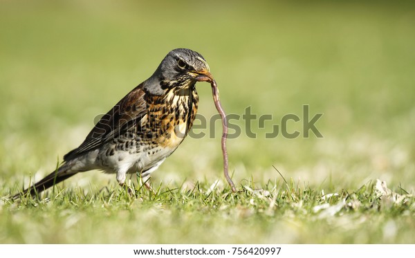 Early bird fieldfare, Turdus pilaris, on the grass
in the park catching a worm.
