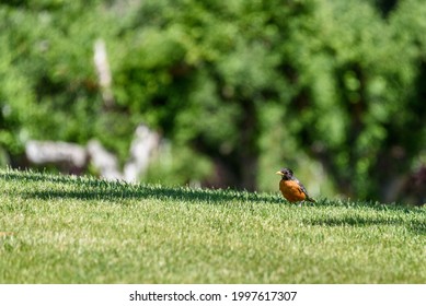 Early bird gets the worm, American Robin hunting for worms in a lush lawn on a sunny morning
