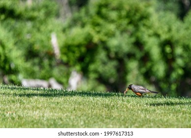 Early bird gets the worm, American Robin hunting for worms in a lush lawn on a sunny morning
