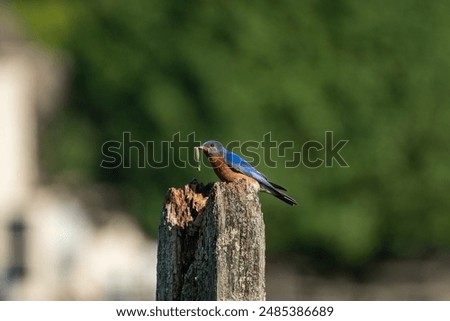 Early bird gets the worm.  An Eastern Bluebird perched on a post with a freshly caught worm in its beak.