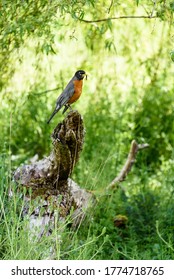 Early bird gets the worm, robin with worm in its beak perched on a log on a sunny morning
