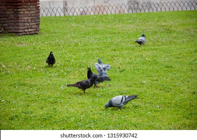 The early bird gets the worm. Rock doves. Gray pigeons on green grass. Pigeon birds on lawn in summer. Flock of feral pigeons. Dove bird is symbol of peace.