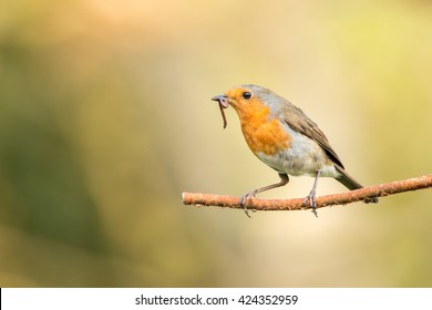 The early bird:
...gets the worm. This is a robin that I have nesting In my garden. I set up near a regularly used perch to wait for this shot.