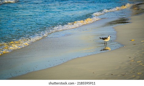 Early Bird On The Beach At Punta Cancun