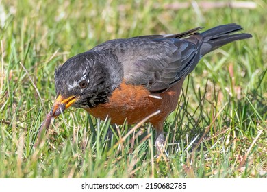 The early bird(American Robin) catches the worm