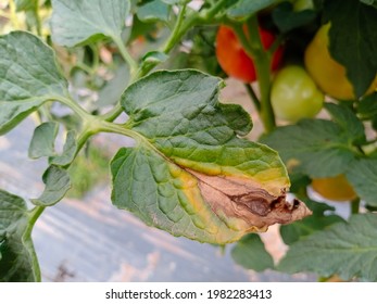 Early blight tomato causal agent Alternaria solani. Tomato disease.  - Shutterstock ID 1982283413