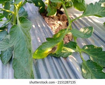 Early Blight of tomato causal agent Alternaria solani. - Shutterstock ID 2151287135