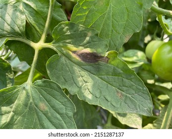 237 Alternaria leaf blight Images, Stock Photos & Vectors | Shutterstock