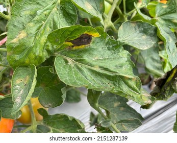 Early Blight of tomato causal agent Alternaria solani. - Shutterstock ID 2151287139