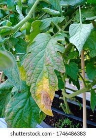 237 Alternaria leaf blight Images, Stock Photos & Vectors | Shutterstock