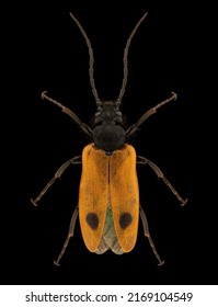 Early blister beetle (Apalus bimaculatus) entomology specimen with spreaded legs and antennae isolated on pure black background. Studio lighting. Macro photography.