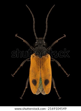 Early blister beetle (Apalus bimaculatus) entomology specimen with spreaded legs and antennae isolated on pure black background. Studio lighting. Macro photography.