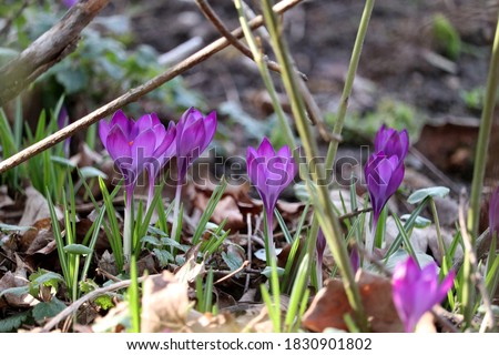 early bloomer crocuses grow bright purple from the ground in the garden in late winter to spring
