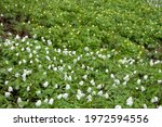 Early bloomers (primroses) of northern European forests. European wood anemone (Anemone nemorosa) and Yellow wood anemone (Anemone ranunculoides) in park forest (wood-meadow), two different parcels