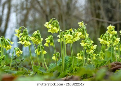 Early bloomers (primroses) of northern European forests. Cowslip paigle (Primula macrocalix) in park forest (wood-meadow) - Shutterstock ID 2105822519