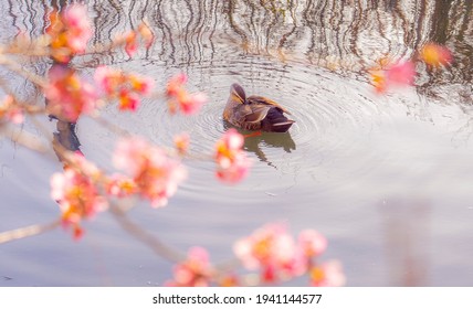 Early Blooming Cherry Blossoms And Waterfowl