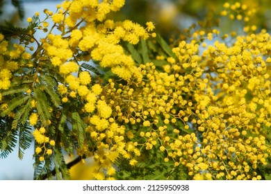 Early blooming of Golden Wattle Flower (Acacia pycnantha, Mimosa tree) in January,Italy.Spring time.Ecology.