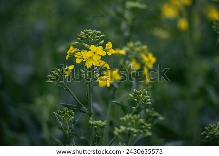 Early Blooming of Rapeseed Crop with Close-Up on Flowers and Buds