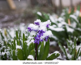 early blooming spring violet hyacinth flower sprinkled with snow. changeable weather. Hi spring. Between winter and spring. Surprise from nature