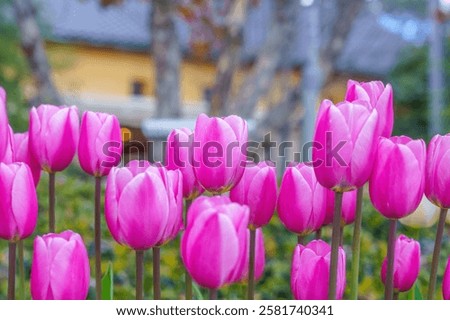 Similar – Image, Stock Photo Winter in spring, tulips in frost