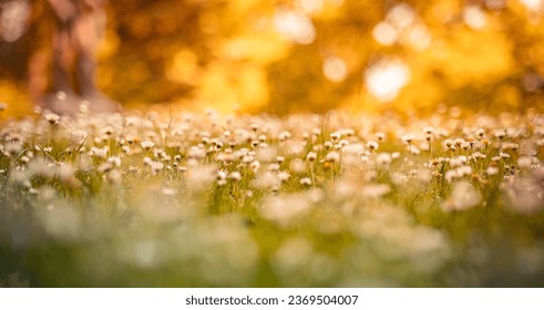 Early evening sunlight. Majestic nature daisy flowers. Golden soft green sunset colors white blossoms stunning defocused panoramic lush foliage landscape. Enchanting autumn forest closeup meadow flora - Powered by Shutterstock