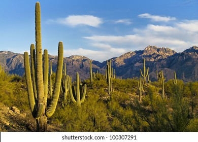 Early Evening in Tucson Desert