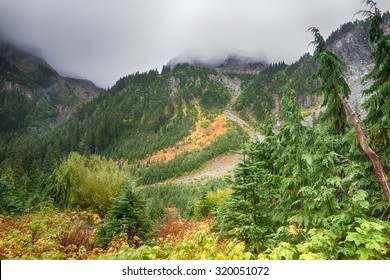 Early Fall Colors On The Misty Wonderland Trail In Mount Rainier National Park, Washington.