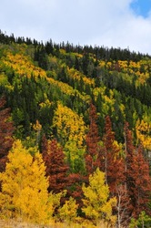 Early Fall Foliage On The Way To Bear Lake, Rocky Mountain National Park, Estes Park, Colorado, USA.