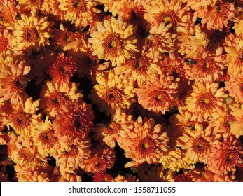 Early Fall Mums- Springfield, MO