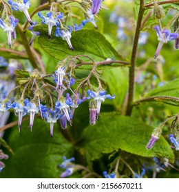 Early Flowering Borage flowers or Abraham Isaac Jacob in Innsbruck, Austria. Trachystemon Orientalis. Square frame