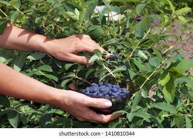 An Early Fruiting Plant. The Woman Collects Berries From Kamchatka (honeyberry) From The Bushes. 