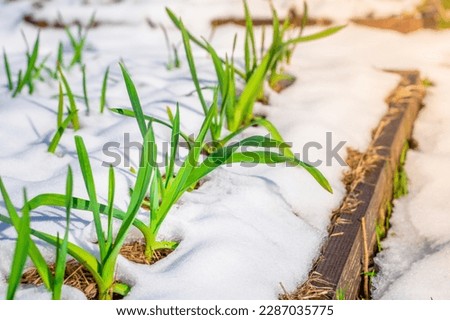 Early garlic grows in the garden, snow on the beds in spring. Green plants in the snow