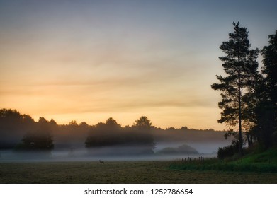 Early Golden Hour Morning With Burning Orange Sky And Countryside Landscape With Fog And Haze Lying Over Green Fields With Lonely Roe Deer Standing Still Watching.