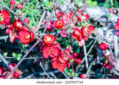 An Early Honey Bee Flying Between The Flowers Of Chaenomeles Aka Flowering Quince