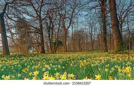 Early light over a woodland full of English Oak trees and wild daffodils, Narcissus pseudonarcissus, in spring near Dymock, The Royal Forest of Dean, Gloucestershire, UK