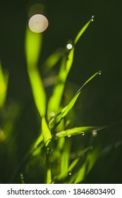 Early light in wet grass - Shutterstock ID 1846803490