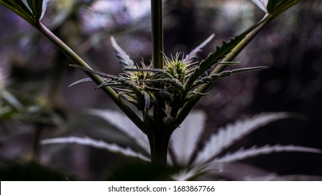 Early, lower, cannabis indica flowers.