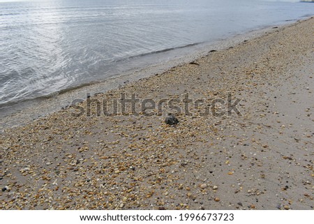 Early morning at the beach, Slaughter Beach, Delaware, looking out onto the ocean with a horseshoe crab in the foreground