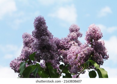 Early Morning. Branches Of Purple Lilac Flaunt Against The Background Of Clouds. Computer Desktop Wallpaper.