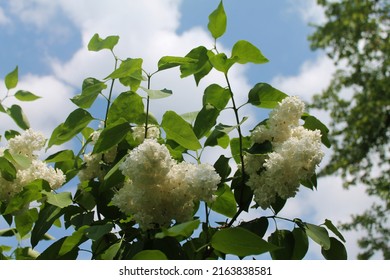 Early Morning. Branches Of White Lilac Flaunt Against The Background Of Clouds. Computer Desktop Wallpaper.