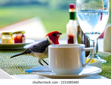 Early Morning Breakfast With Area Crested Cardinal 