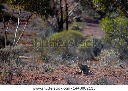 Early morning, catches a Feral cat, eating the remains of a dead kangaroo. Leonora, Western Australia.
Feral cat, caught on camera eating a road kill kangaroo tail, vermin in Australia.