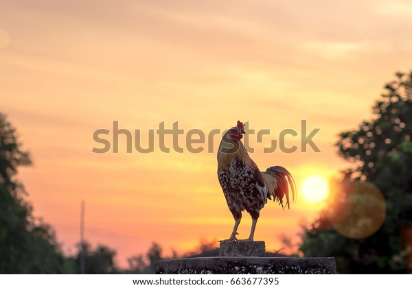Early morning concept: Silhouette rooster on blurred beautiful sunrise sky with sun light in farm autumn background