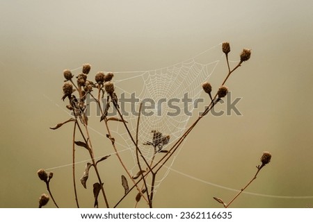 Similar – Rote und orangefarbene Blätter von Rubiginosa sind im Herbst in der Natur entstanden.