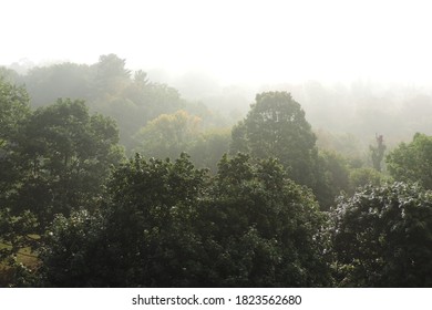 Early morning fog over the woods which hides the city in white
